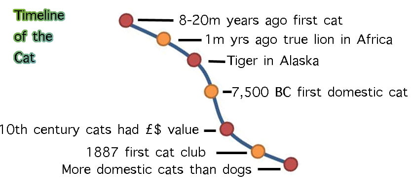 Timeline of the cat