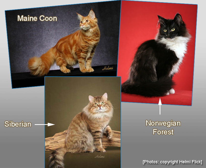 Comparing Maine Coon, Norwgian Forest and Siberian Cats