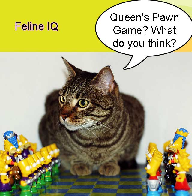 Feline Intelligence