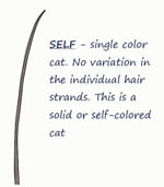 Cat hair pigmentation types (fully illustrated)