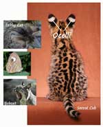 what are ocelli thumbnail image