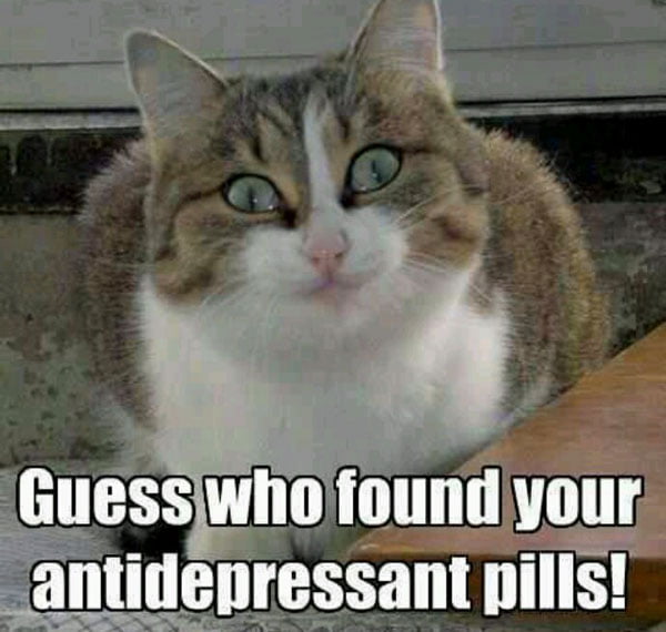 Antidepressants for cats and dogs
