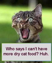 Cat addicted to dry cat food