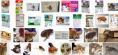 Don't Buy Cheap Cat Flea Treatments