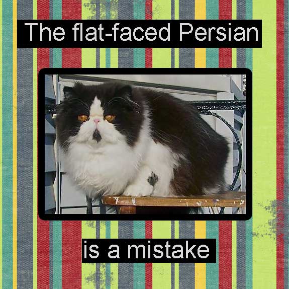 Flat-faced Persian