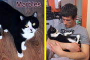 Marbles Hermaphrodite Cat
