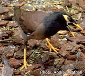 Feral Mynah bird Australia
