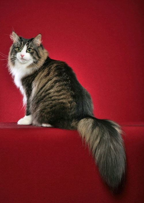 Norwegian Forest Cat