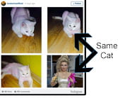 Pink dyed cat is alive and well