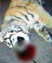 Tiger cub leaps to his death from 11 stories up