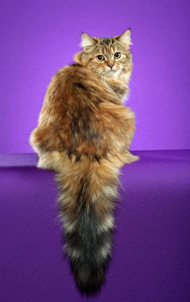 Gemma: Torbie Siberian Cat. Photo copyright Helmi Flick