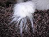 cat paw hair