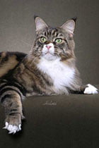 Male Maine Coon