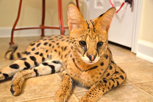 Unusual escaped ‘Savannah cat’ in Onslow County, NC is a serval