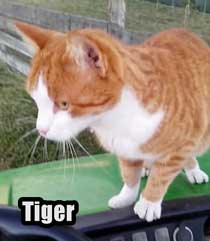 Tiger a ginger cat