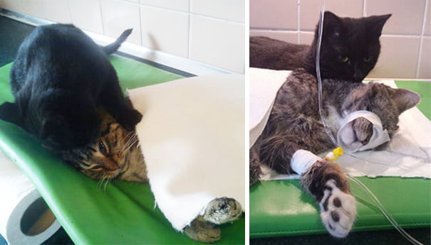 Veterinary nurse cat hugs and cares for sick shelter animals