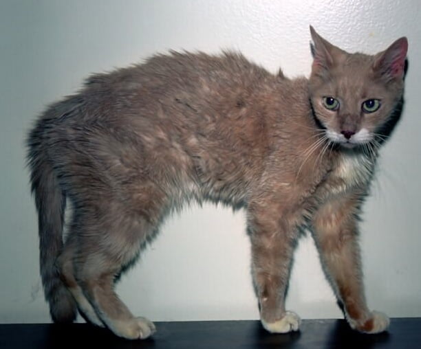 Thin hyperthyroid cat