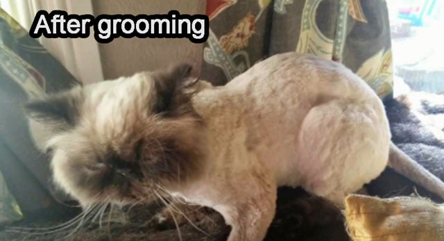 Persian cat attacked by dog at groomer. Cat after the grooming