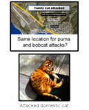 Wild cat attacks domestic cat California