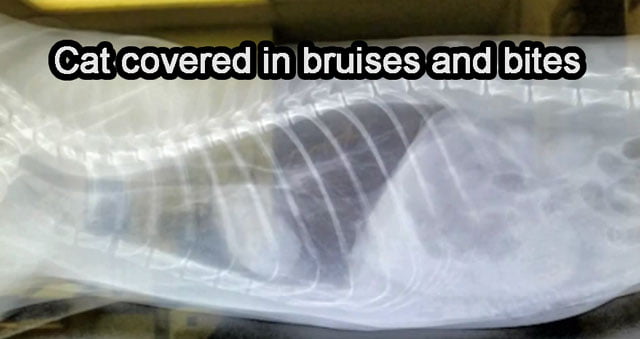 Persian cat attacked by dog at groomers. X-ray