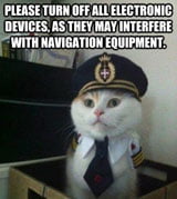 Cat navigation skills