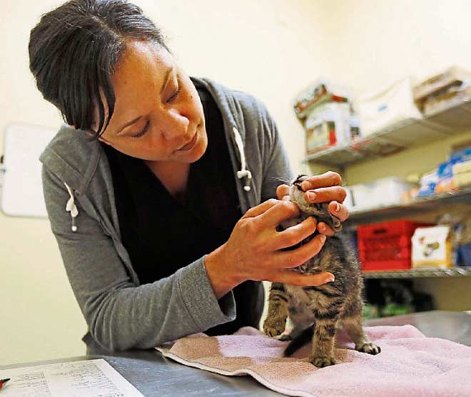vet tech helps rescue cat