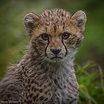Young Cheetah