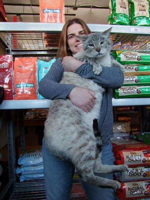 Andre a huge shop cat