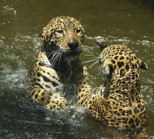 jaguars in water