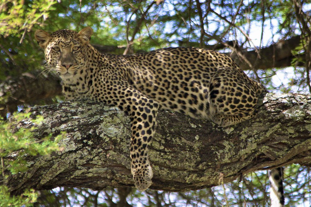 Leopard in tree Africa