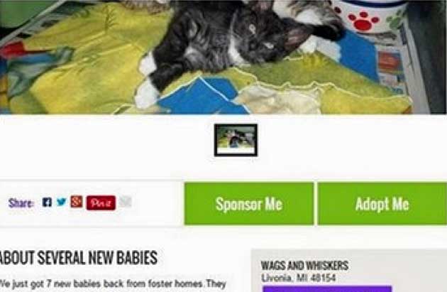 Wags and Whiskers advert