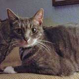 Ziva - a cat retained unlawfully by a vet