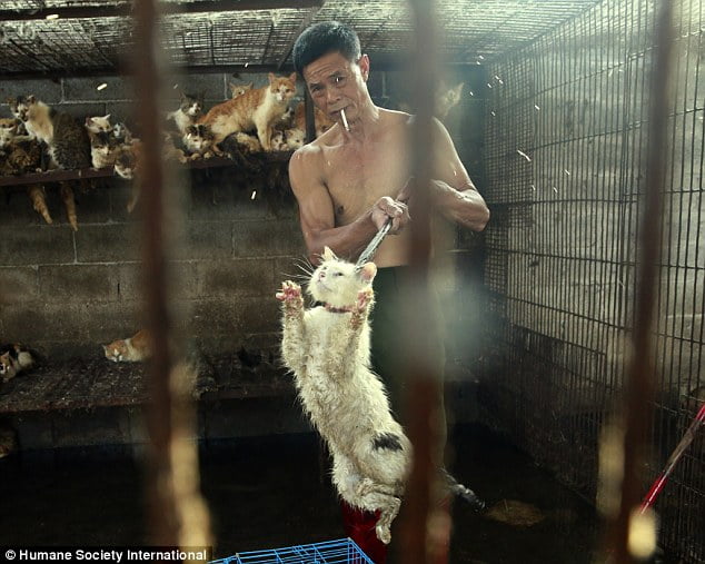cat meat festival China