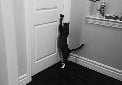 Cat opening door