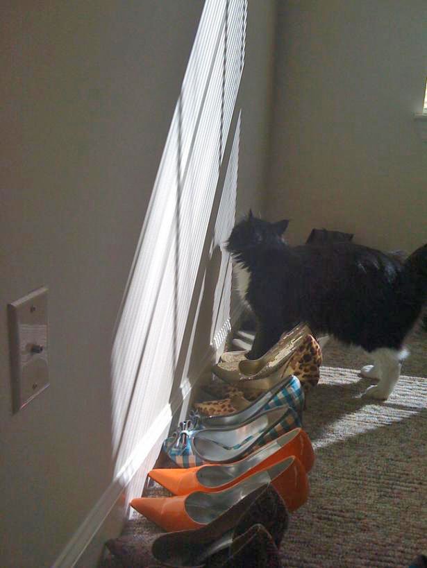 Cats love shoes
