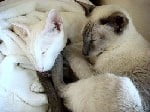 What good are cats for?