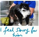 PJ a cat given up to a shelter