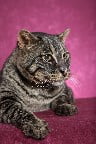 Bagral cat