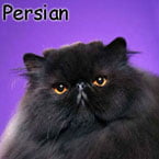 Black Persian cat