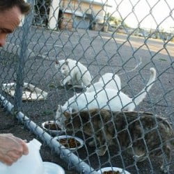 Caring for feral cats requires acceptance, compassion and compromise.