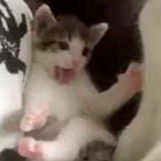 Kitten learns from mum