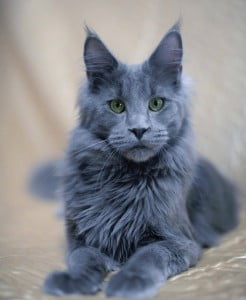 Blue Maine Coon