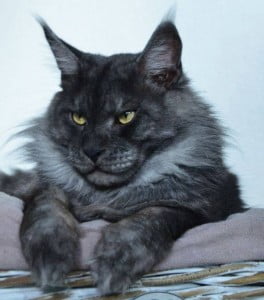 Grey Smoke Maine Coon?