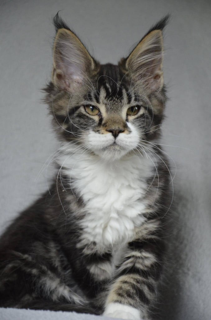 Tabby-and-white Maine Coon