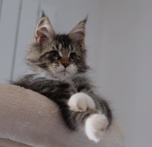 Tabby-and-white Maine Coon