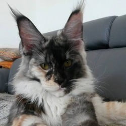 Calico Maine Coon