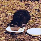 Rescued cat Auckland