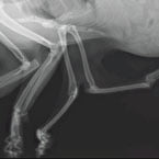 Six legged stray cat