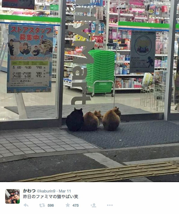 Stray cat outside Family Mart Japan