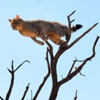 Wildcat leap from tree